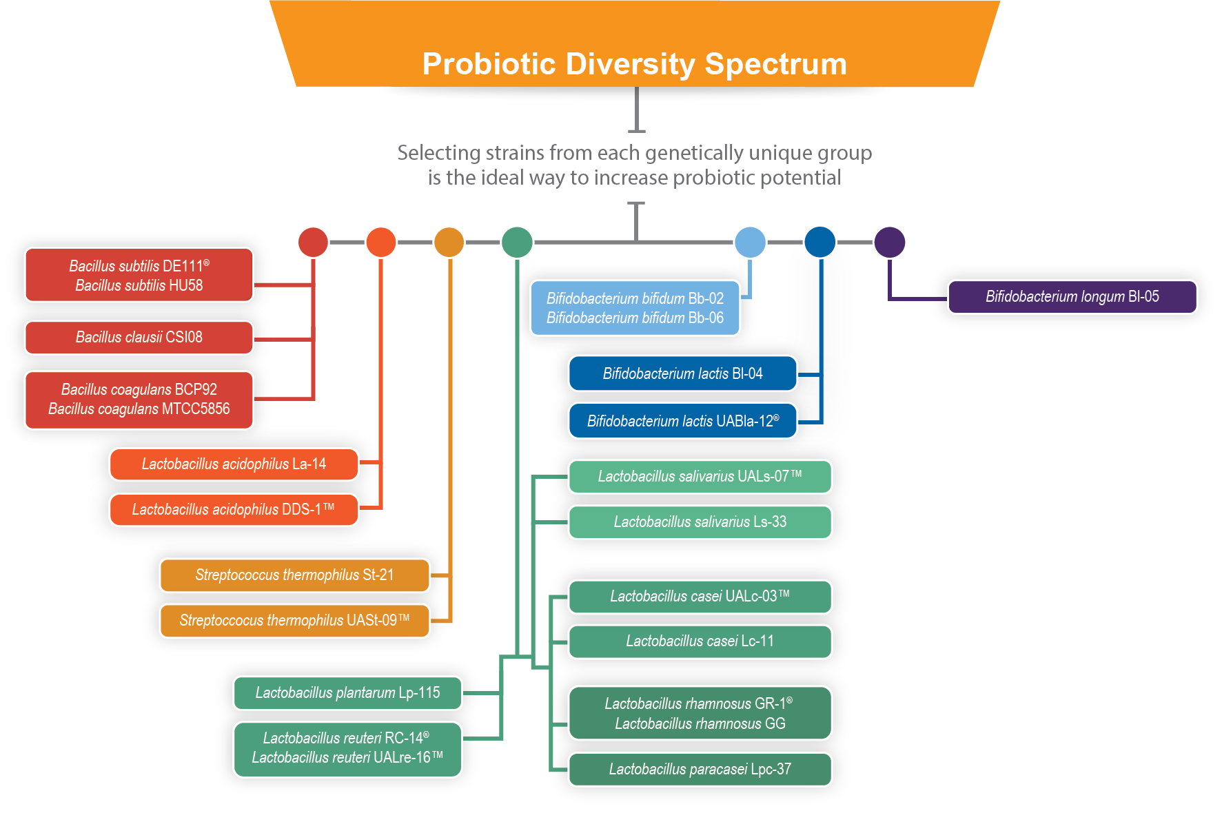 Phylogenetic Tree graph image